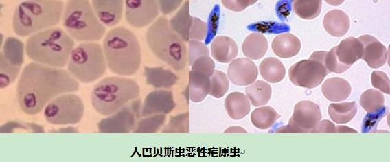 细菌疫苗|【涨知识】你知道病毒疫苗与细菌疫苗的区别吗？