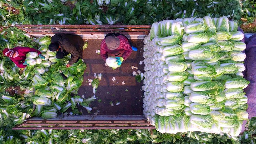 才知道 保存大白菜这么简单 放半年也不会坏 以后不怕涨价了 腾讯新闻