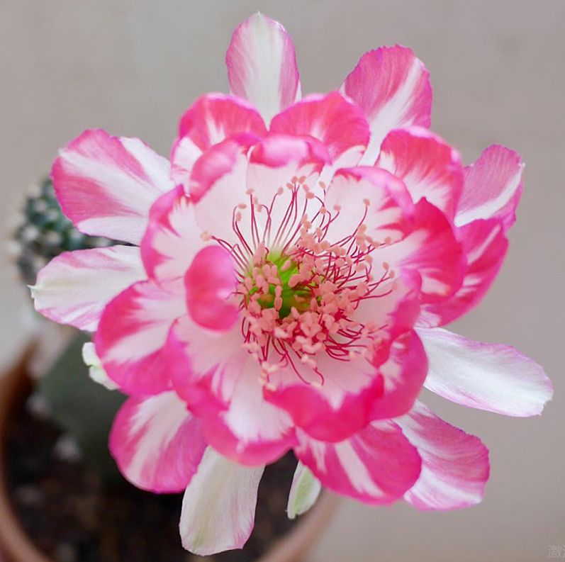 仙人球里开出美丽荷花,粉嫩嫩的,颜值超高!