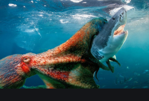 马里亚纳海沟|马里亚纳海沟不仅有生物存在，还有让科学家十分担心的一面，人类已经受影响