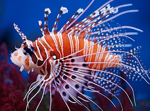 马里亚纳海沟|马里亚纳海沟不仅有生物存在，还有让科学家十分担心的一面，人类已经受影响