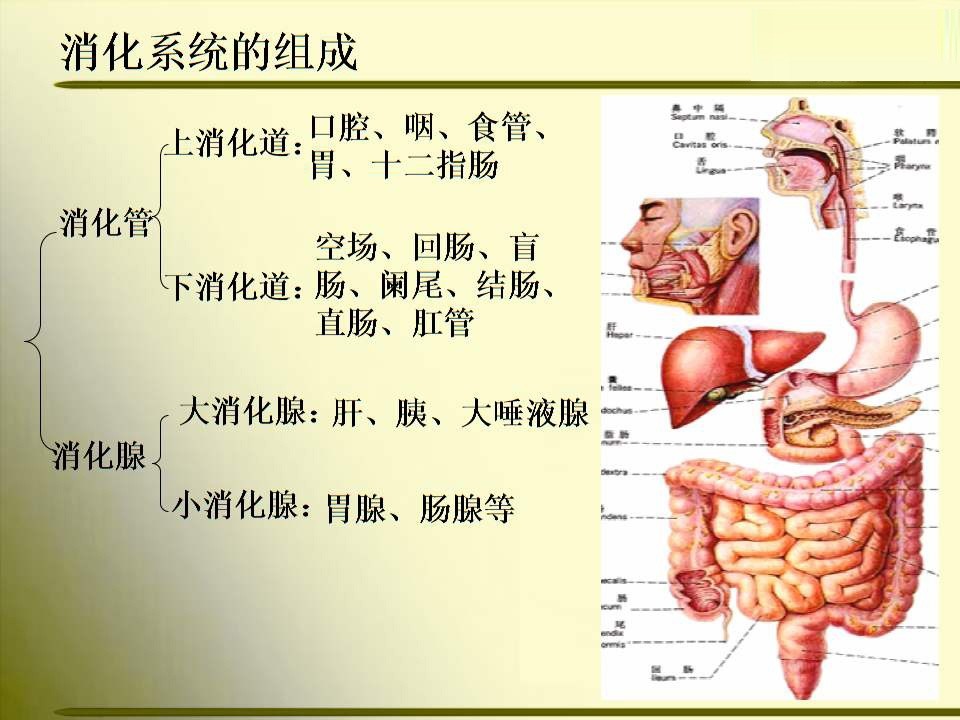 人体消化道指的是从食管到肛门的全部通道,在临床上将其分为上下两个