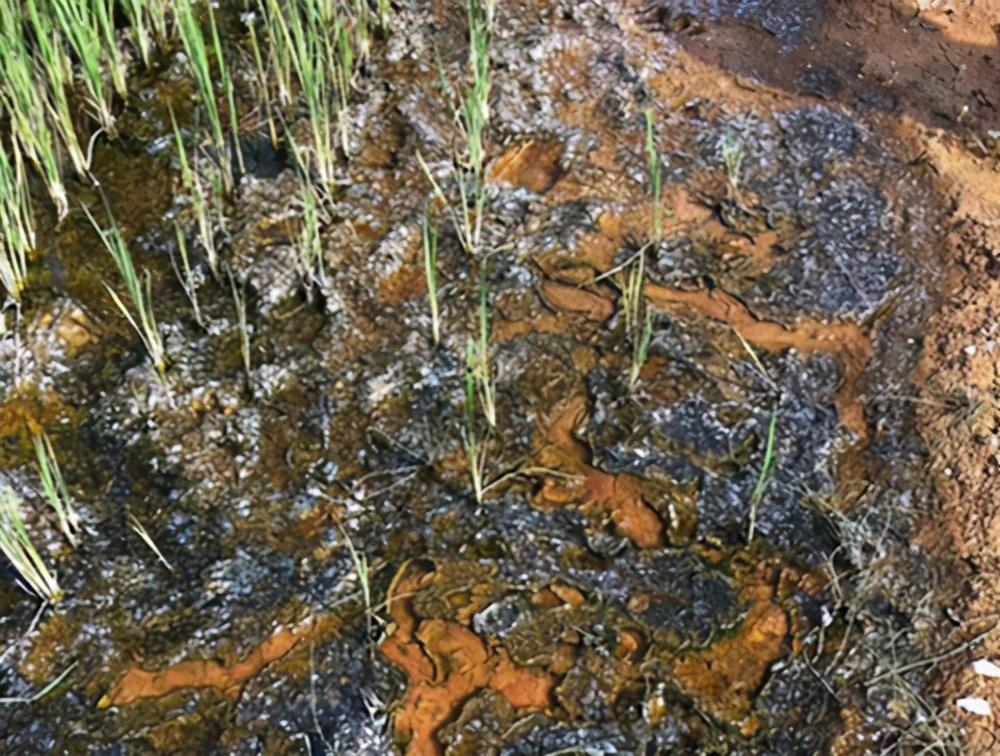 而当大规模使用化肥,农药有什么危害呢,咱们现在的还只能够把粪肥撒到