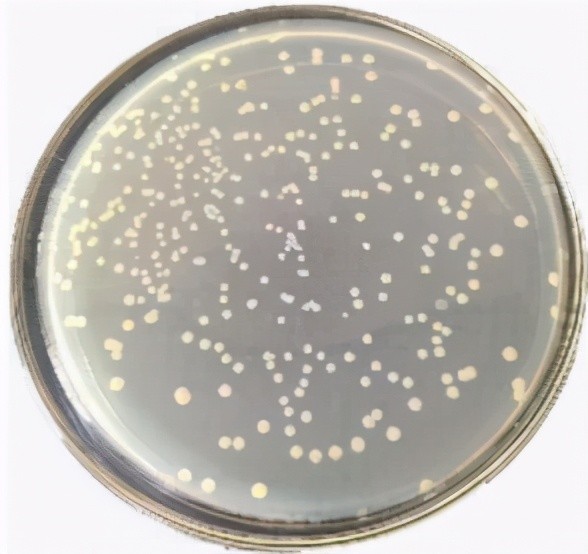 气单胞菌属下有嗜水气单胞菌,豚鼠气单胞菌,杀鲑气单胞菌,中间气单胞