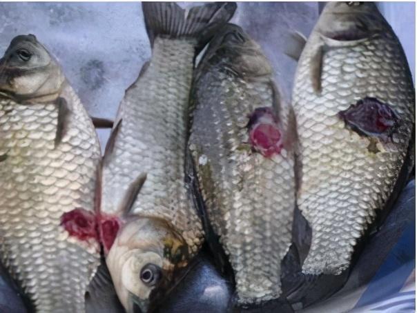 鱼病知识气单胞菌