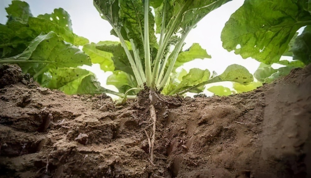 "根深才能叶茂"——蔬菜促深根增产5大技巧