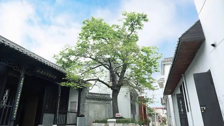 我们当地人都叫甘棠树,全市只有一棵