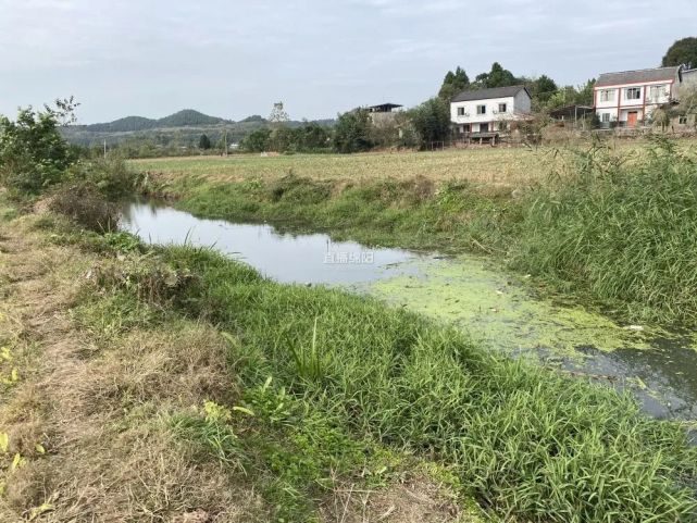 小河溝成臭水溝 過路要捏鼻子跑快點 記者都被臭吐了