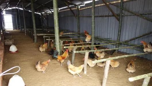 鸡舍|天气转凉，养鸡需要做好这四项工作！