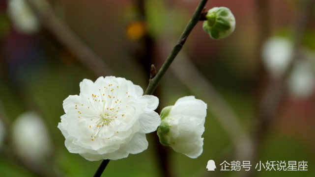 11月4日星座运势 未雨绸缪 团结互助的四大星座 星座运势 星座 水瓶座 狮子座 金牛座