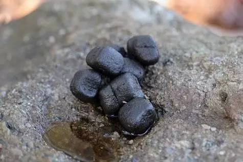 国际袋熊日:看这拉正方体粑粑,用屁股堵门的"萌兽"-腾讯新闻