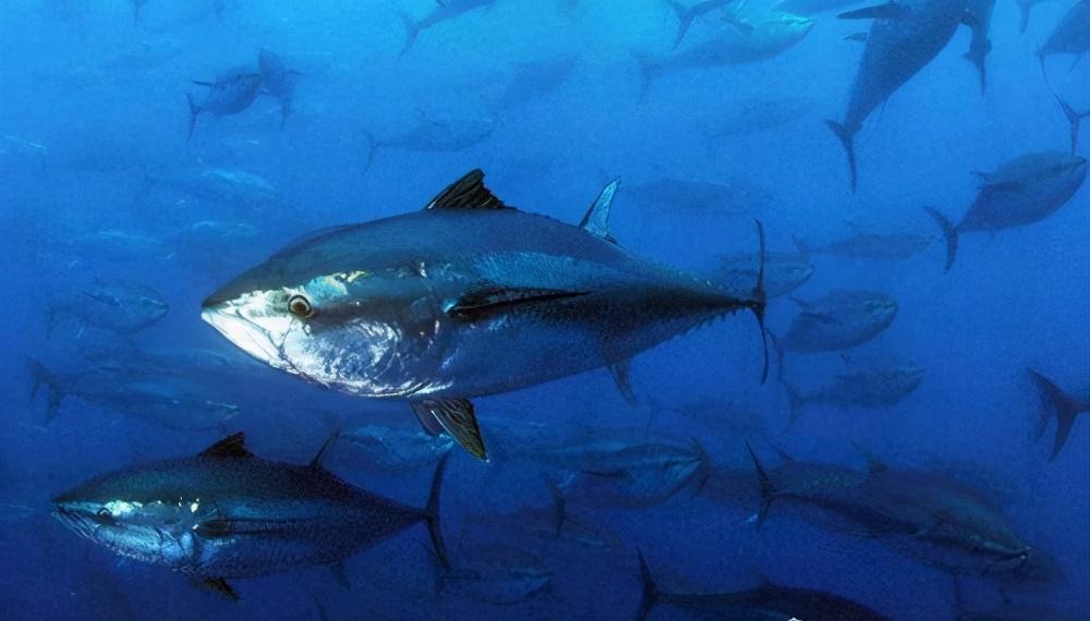 世界上最稀有最贵的金枪鱼