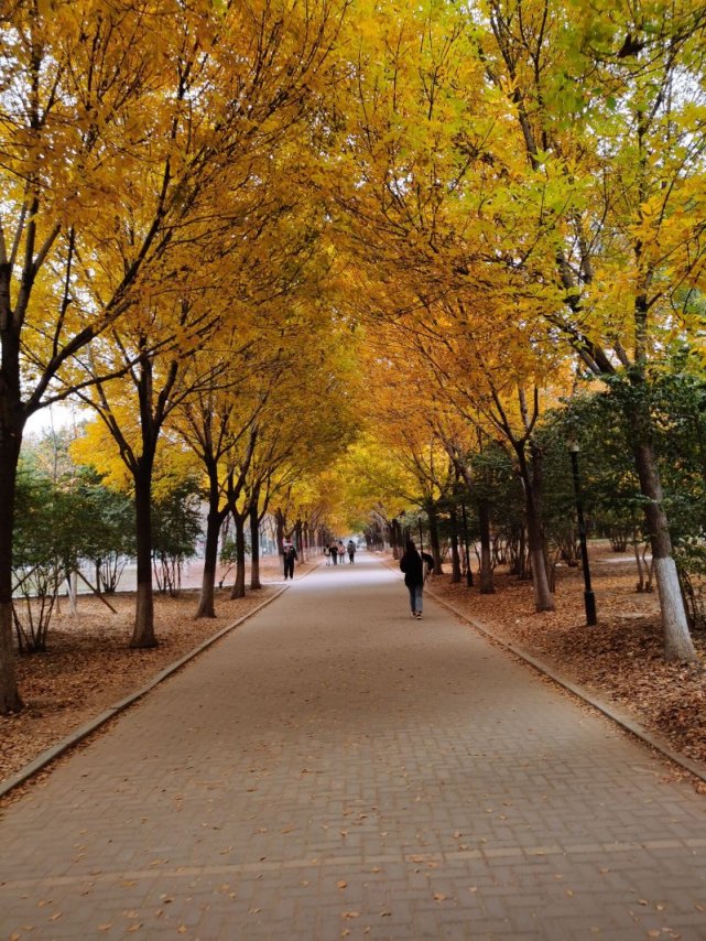 尋找山東最美大學校園|齊魯工業大學李永嬌:《工大之秋》