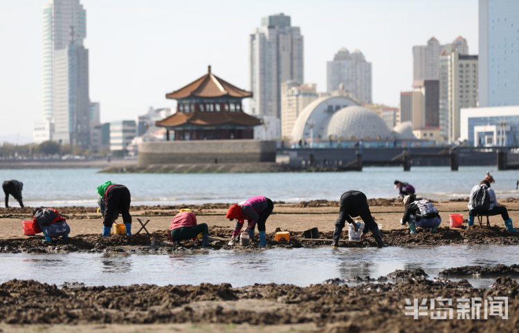 栈桥海域大退潮市民赶海收获满满
