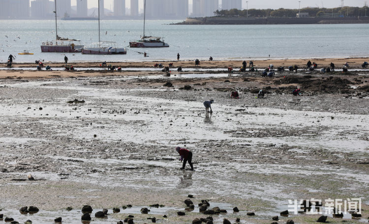 青島棧橋海域大退潮 市民趕海其樂無窮