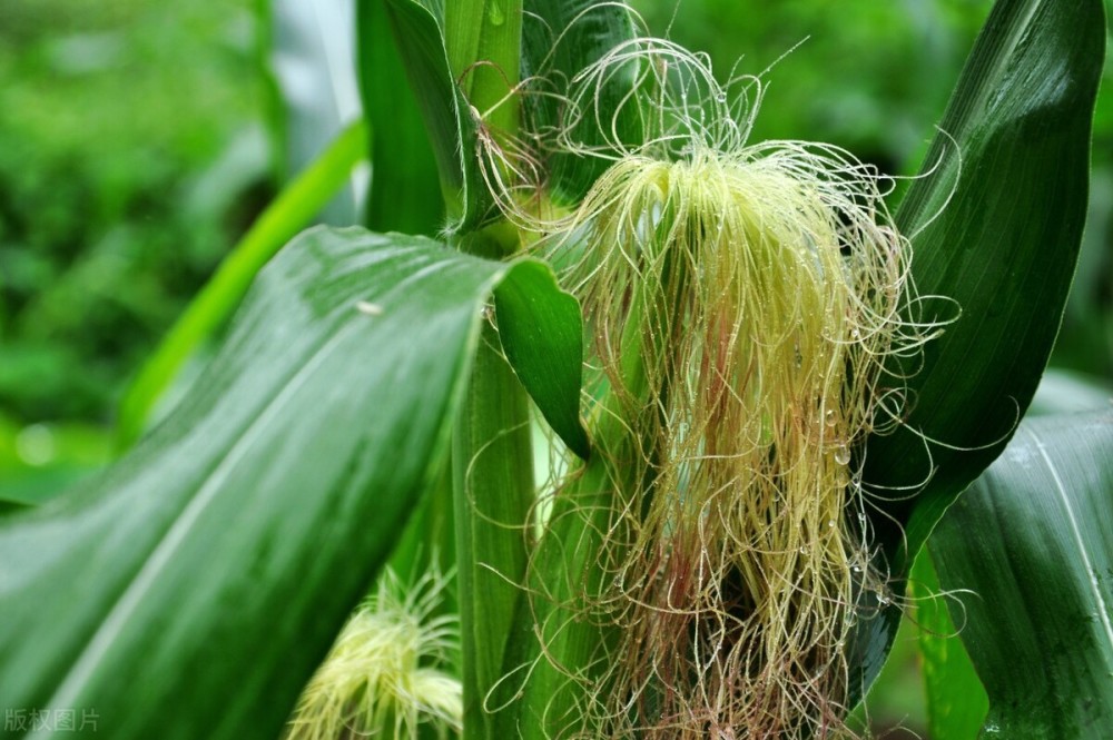 滑膜炎|玉米须太厉害了！膝盖痛、滑膜炎、积液全都悄悄溜走了！