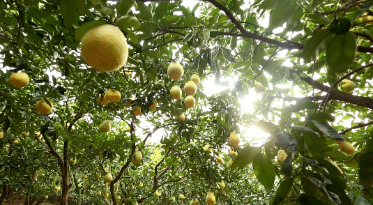 柚子林里话丰收群策群力助脱贫点击播放 gif0.0m点击播放 gif0.