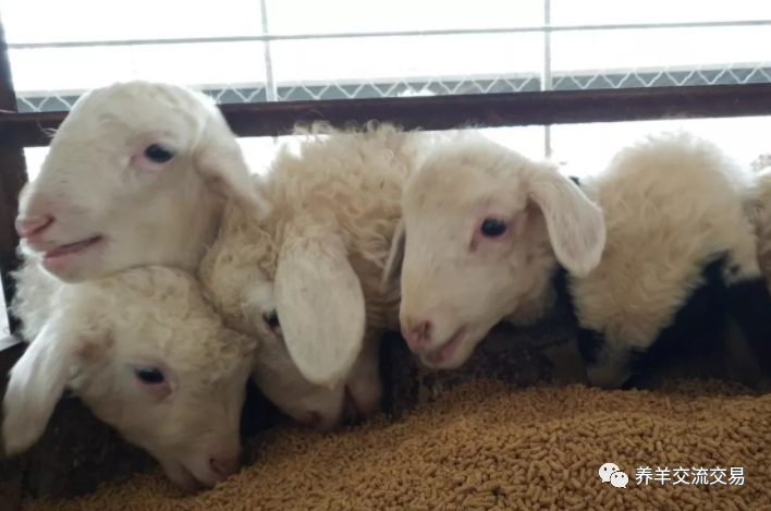 颗粒机|颗粒饲料喂羊省事、上膘快，成本会增加多少？划算吗？