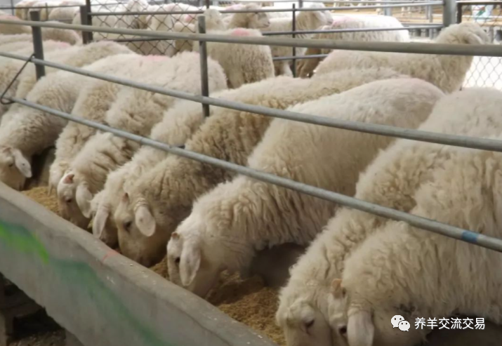 颗粒机|颗粒饲料喂羊省事、上膘快，成本会增加多少？划算吗？