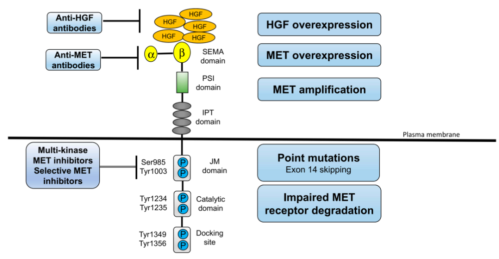 抑制剂|黎明前的黑暗——MET 抑制剂的失败案例