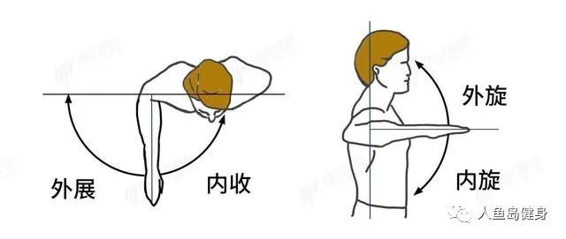 冈下肌和小圆肌都止于肱骨的后方,它主要负责肩关节的外旋;其中,冈上