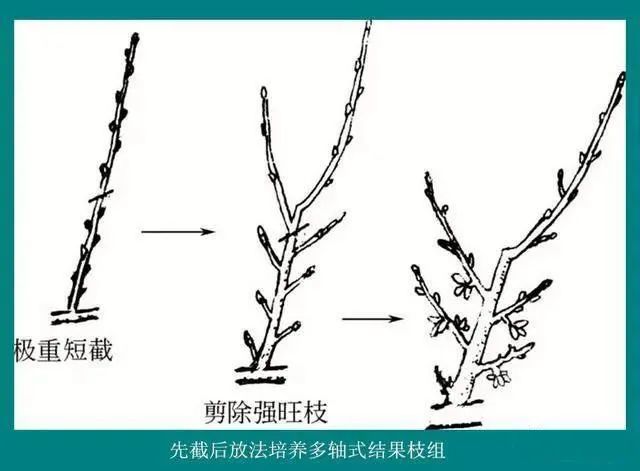 1,先截后缩法适于对主枝背上直立枝的培养,以避免其变成竞争枝扰乱