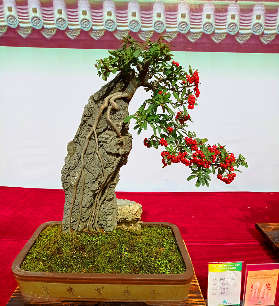 重庆开州花卉展盆景是一大亮点