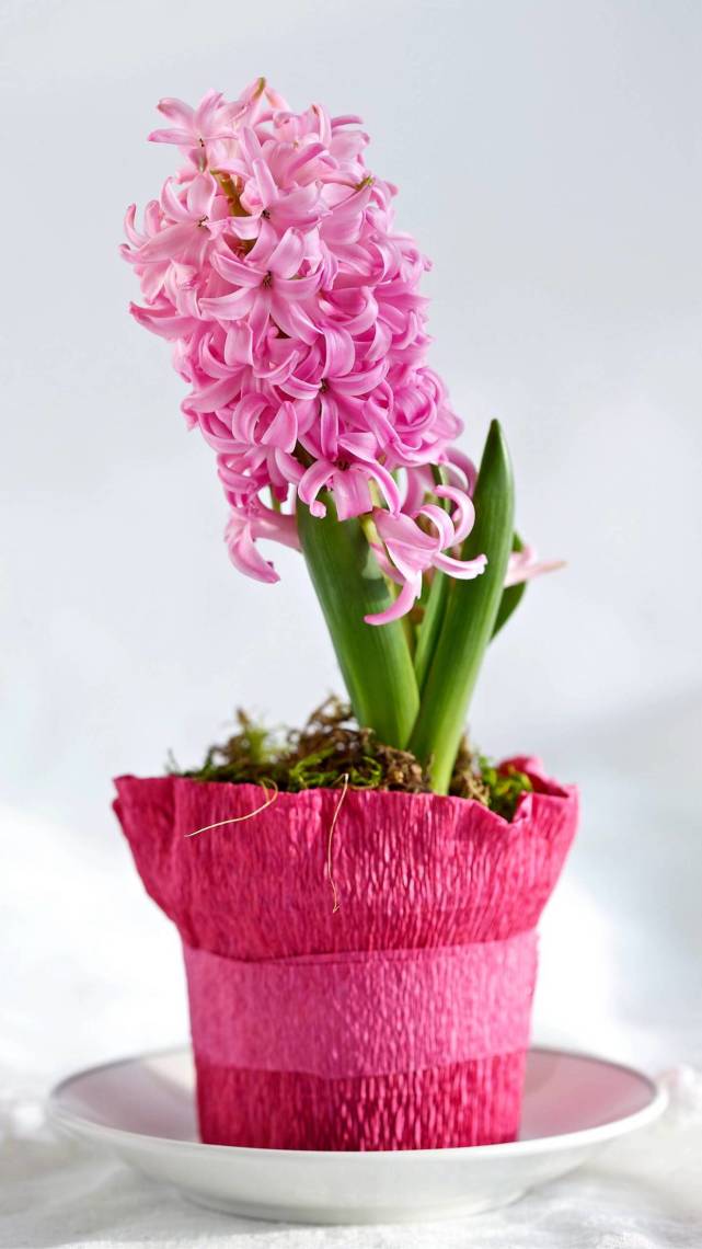 风信子花怎么养(风信子花怎么养能长久一点)