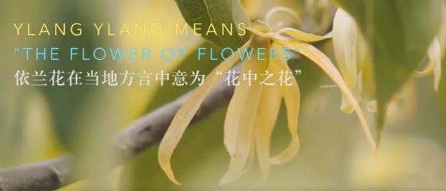 从《甄嬛传》中的谈“花”色变，到如今备受追逐，依兰依兰到底有何魔力？_腾讯新闻
