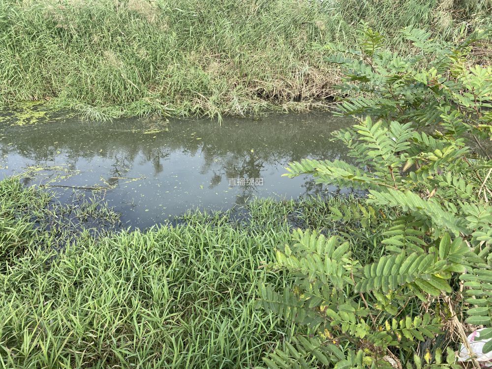 小河沟成臭水沟过路要捏鼻子跑快点记者都被臭吐了