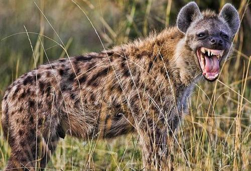 鬣狗不是狗,狮子都要小心应付,人碰见了会怎么样?