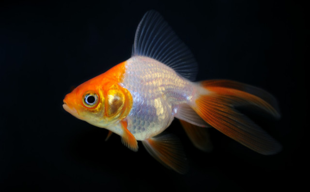 金鱼都养不好 那么要看看这些方面 可能你没有做到位 水质 金鱼 饲料