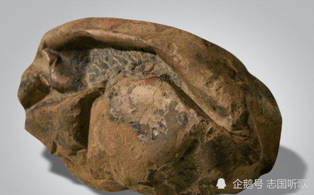 化石|科学家揭开了南极洲发现的“瘪气球”状化石的真实面目