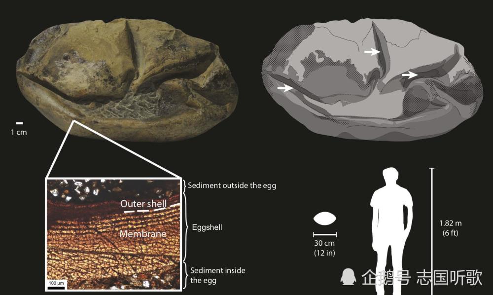 化石|科学家揭开了南极洲发现的“瘪气球”状化石的真实面目
