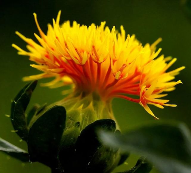 传统国画颜色7 胭脂赭石 胭脂 赭石