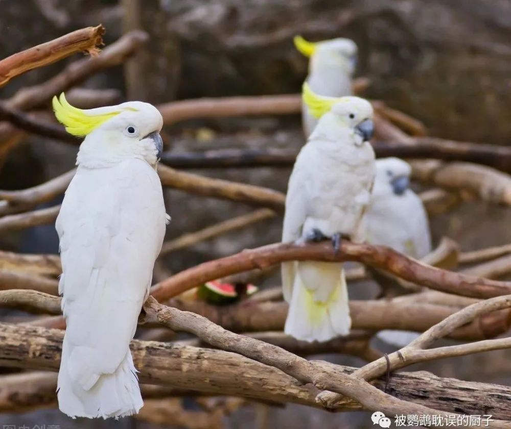 4种小型凤头鹦鹉 最后一种鹦鹉售价仅百元 人人都能买得起 腾讯新闻