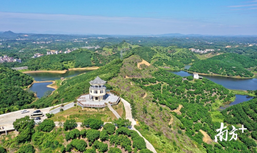 高州沙田镇马头岭龙眼产业园,目前高州市金牌龙眼生态康养美丽乡村