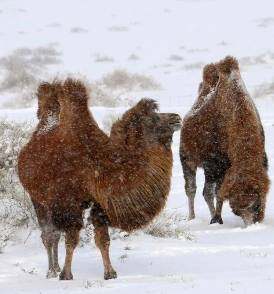 爱上内蒙古戈壁红驼乌拉特草原上的珍珠
