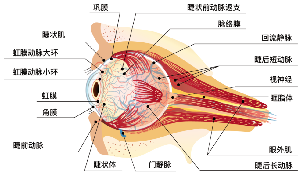 而我们眼眶的容量是相对固定的,眼球存在眼眶中,后面还有眼外肌,眶脂