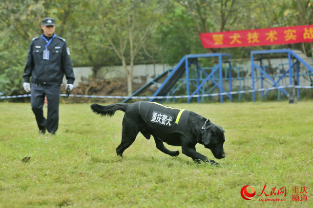 重庆公安机关开展搜爆犬能力大比武 重庆 警犬 重庆市公安局 史宾格