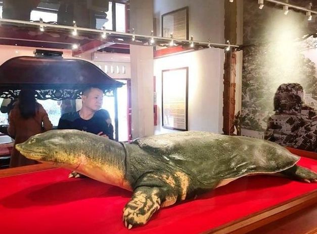 越南的这只巨鳖,被视为国宝祥瑞,传说曾帮帝王打败过明朝军队