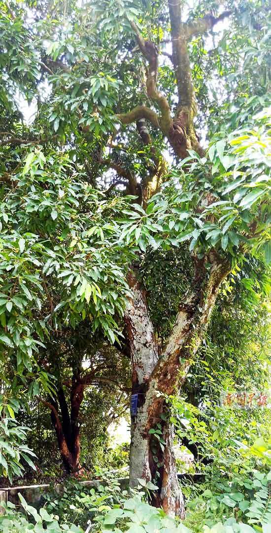 广西名贵树种大全图片