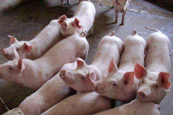 仔猪|母猪产仔多？奶水不够？哺乳仔猪的寄养操作帮你搞定