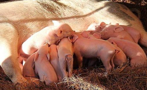 仔猪|母猪产仔多？奶水不够？哺乳仔猪的寄养操作帮你搞定