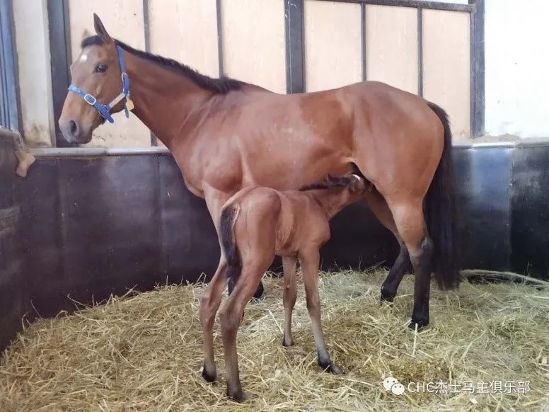 中国赛马又一重大突破:chc杰士马主俱乐部自主繁育纯血马首夺一级赛