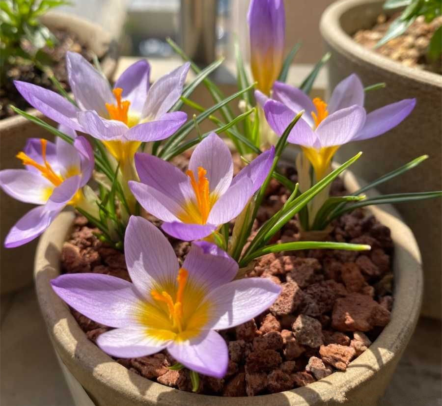 世界名花"番红花",不只是名贵药材,还是盆栽良品,很容易养活