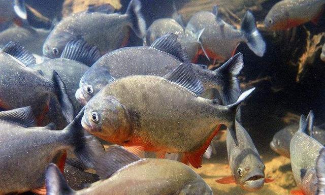 亚马逊河的食人鱼究竟有多可怕不仅胆小还有众多天敌
