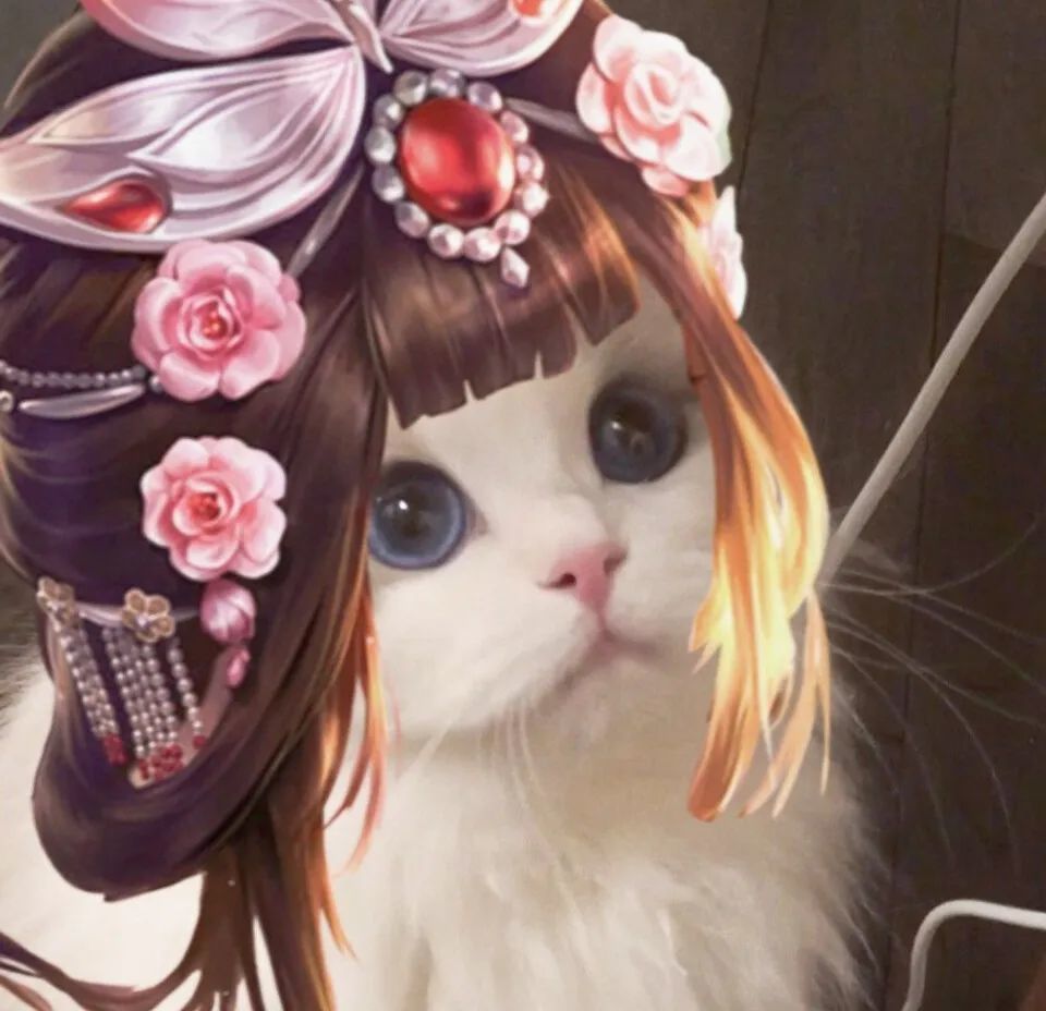 情侣头像|超级可爱的猫咪王者头像,第三期来咯