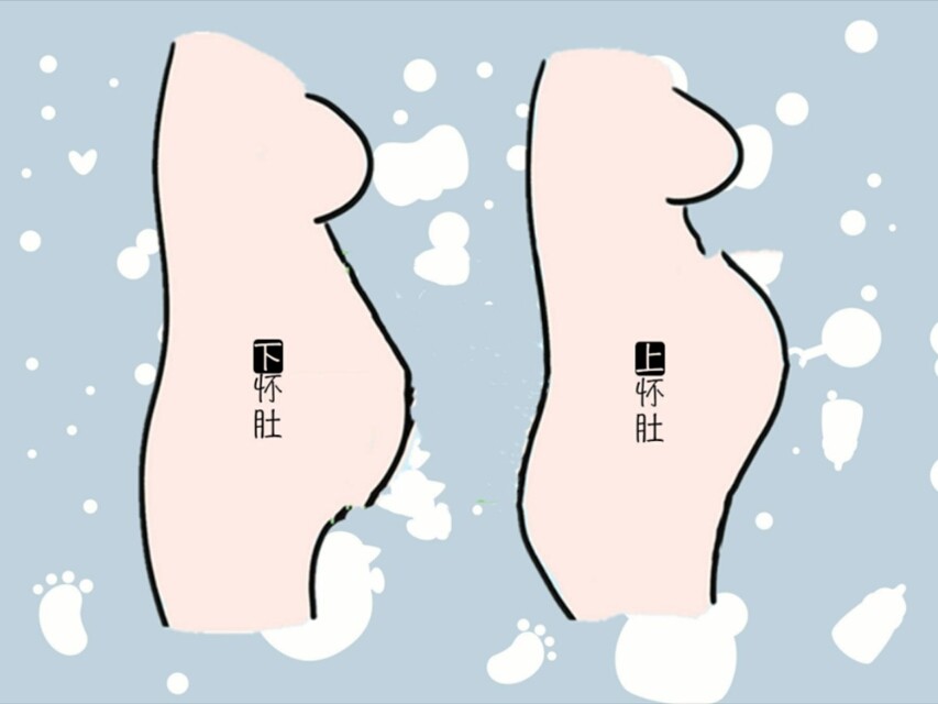 孕妇肚子器官图图片