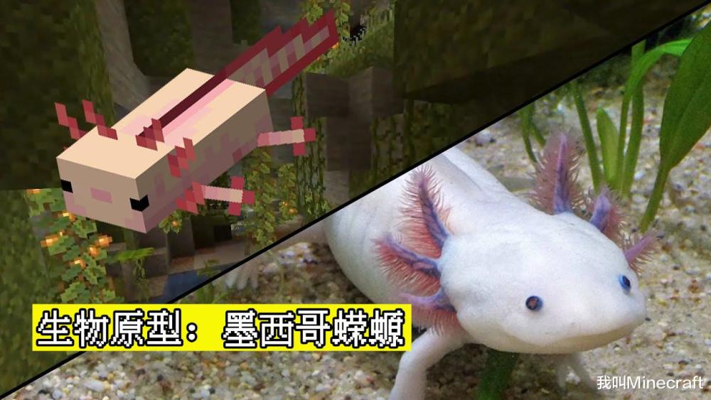 我的世界:详解1.17新生物"蝾螈"的11个秘密,会装死还能回血?_腾讯新闻